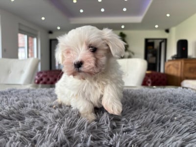 Les chiots de Bichon maltais