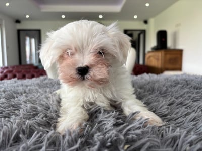 Les chiots de Bichon maltais