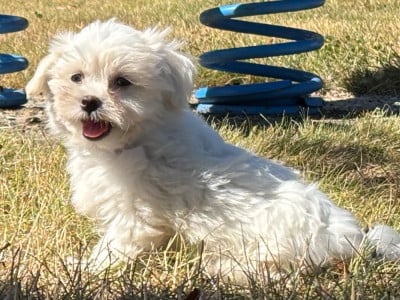Les chiots de Bichon maltais