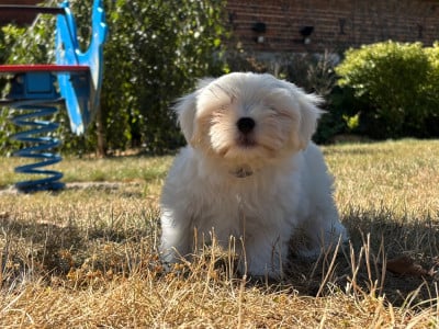 Les chiots de Bichon maltais