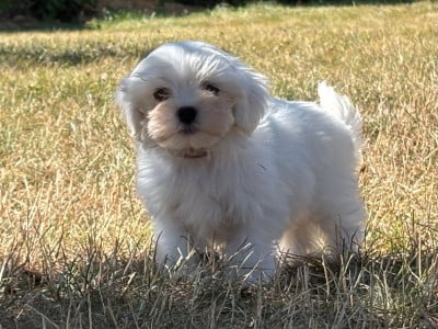 Les chiots de Bichon maltais