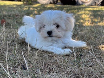 Les chiots de Bichon maltais