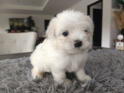 Les chiots de Bichon maltais