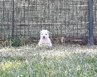 du Domaine De L'écaillon - West Highland White Terrier - Portée née le 17/05/2018