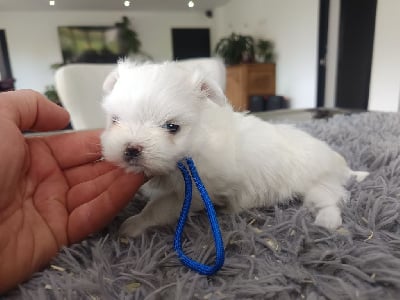 Les chiots de Bichon maltais