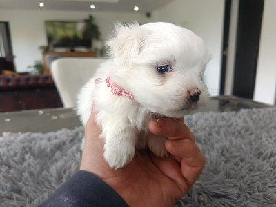 Les chiots de Bichon maltais