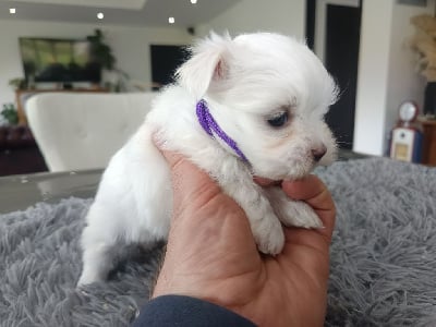 Les chiots de Bichon maltais