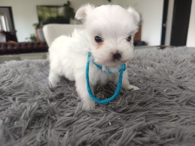 Les chiots de Bichon maltais