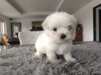 Les chiots de Bichon maltais