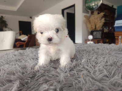 Les chiots de Bichon maltais