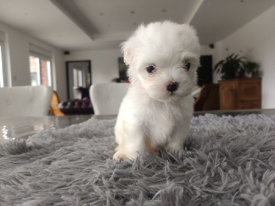 Les chiots de Bichon maltais