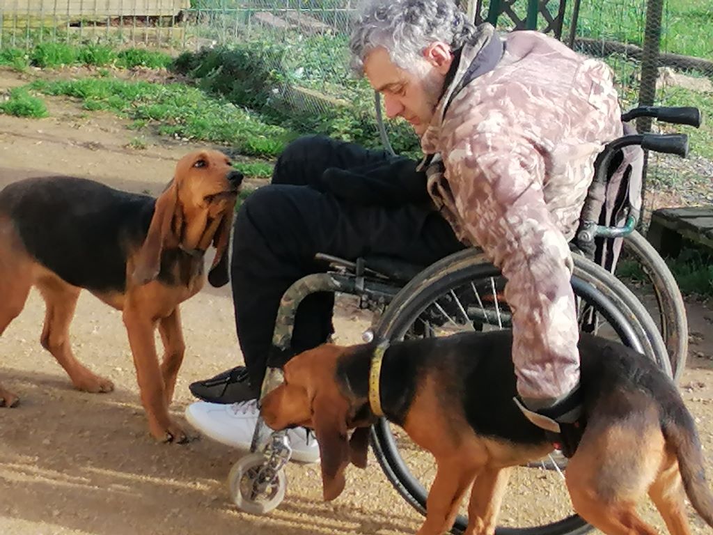 Accueil Elevage De La Fonlaspie eleveur de chiens Bruno St Hubert