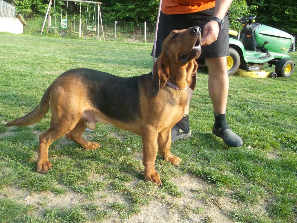 Accueil Elevage De La Fonlaspie eleveur de chiens Bruno St Hubert