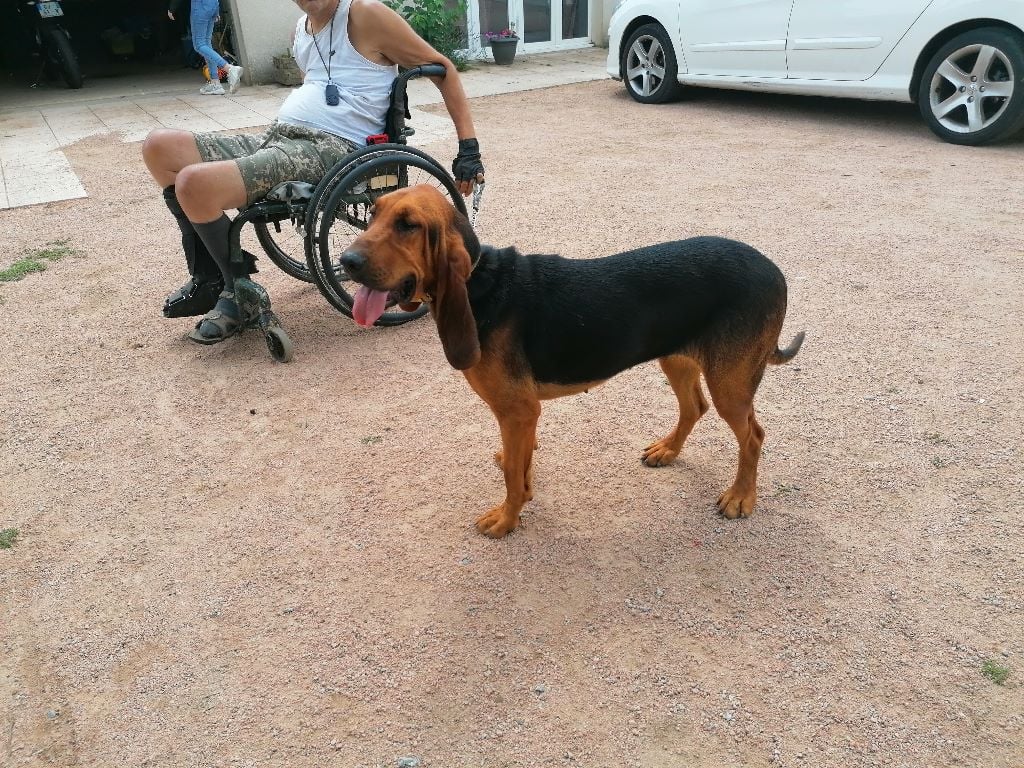 Accueil Elevage De La Fonlaspie eleveur de chiens Bruno St Hubert