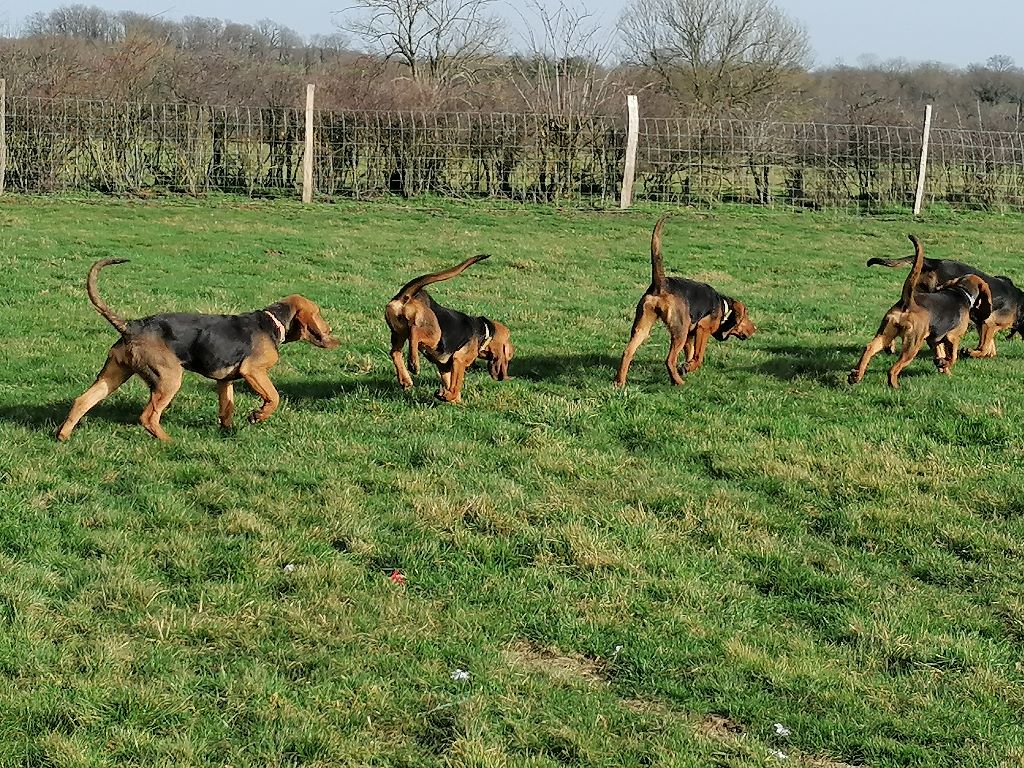 Accueil Elevage De La Fonlaspie eleveur de chiens Bruno St Hubert