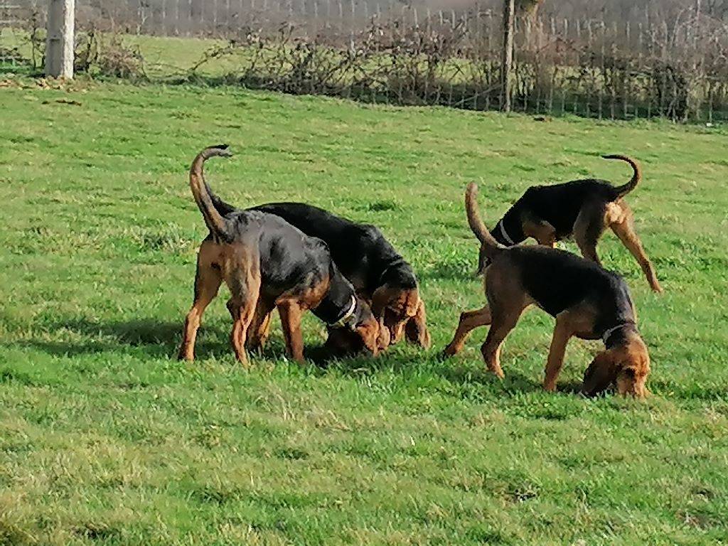 Chiots de la race Bruno St Hubert Français disponibles sur chiotsdefrance