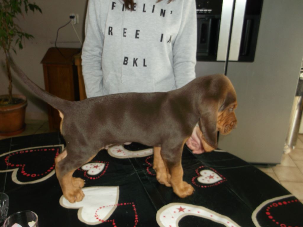 Accueil Elevage De La Fonlaspie eleveur de chiens Bruno St Hubert