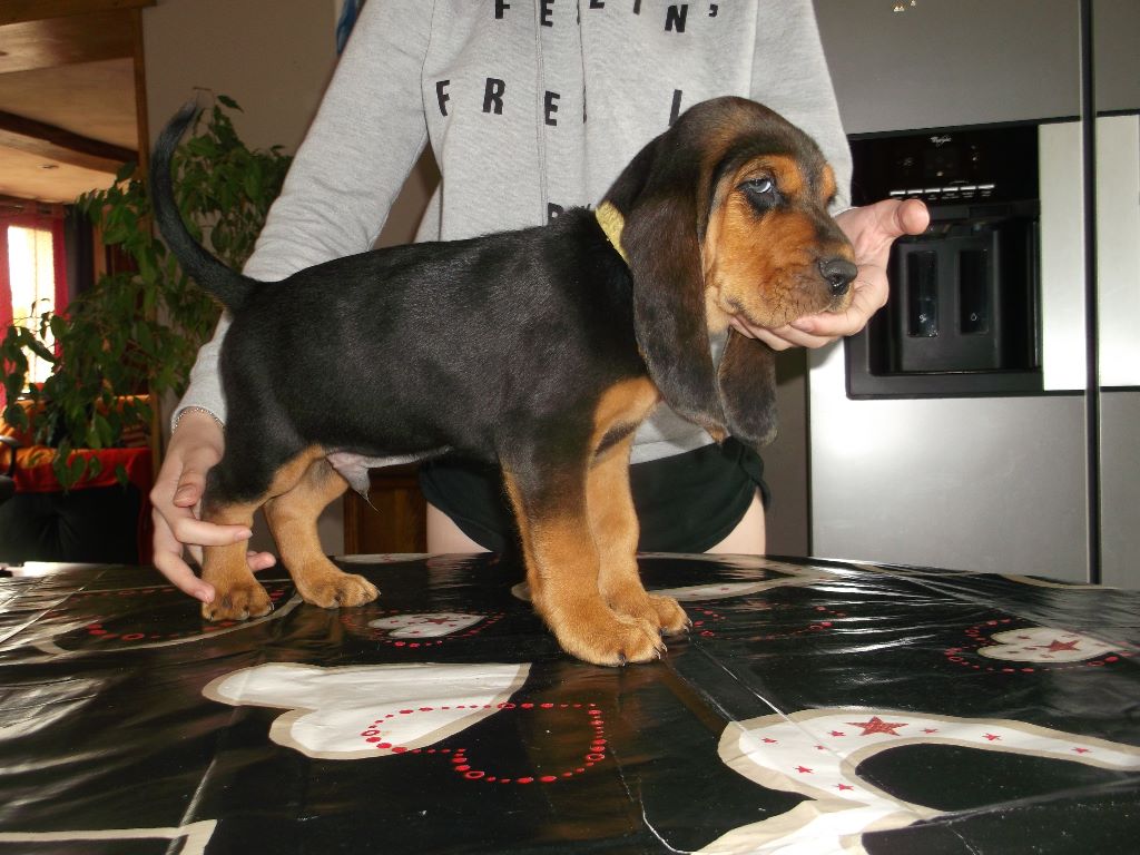 Accueil Elevage De La Fonlaspie eleveur de chiens Bruno St Hubert