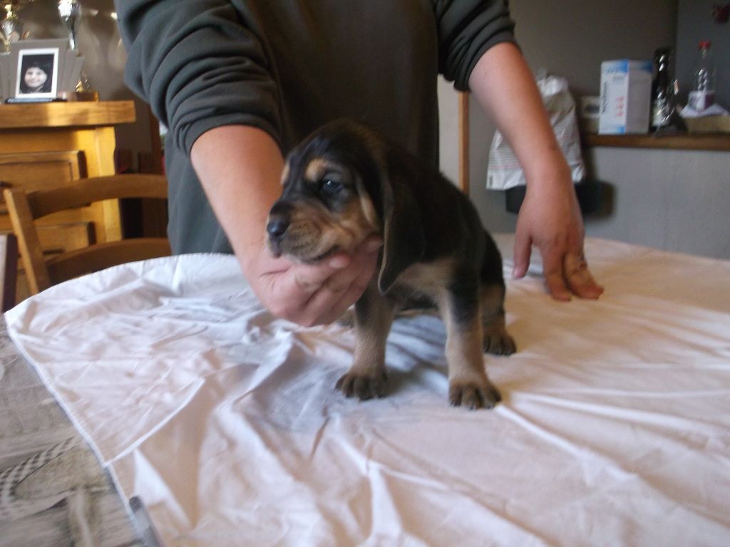 Accueil Elevage De La Fonlaspie eleveur de chiens Bruno St Hubert