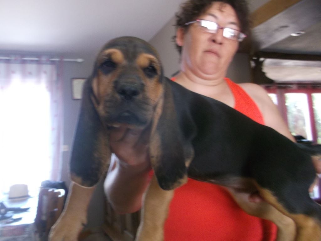 Accueil Elevage De La Fonlaspie eleveur de chiens Bruno St Hubert