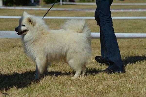 Iruko Of Fantasia Lover Land - 1er sur 1 CACS Meilleur de race