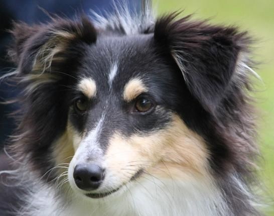 Fosette black (flower) De l'ile de la motte - Non classée Excellent