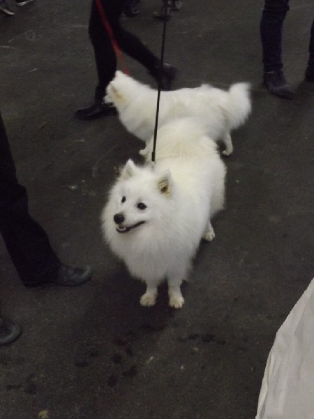 Iruko Of Fantasia Lover Land - 1er sur 1 Excellent + Meilleur de race de sexe opposé