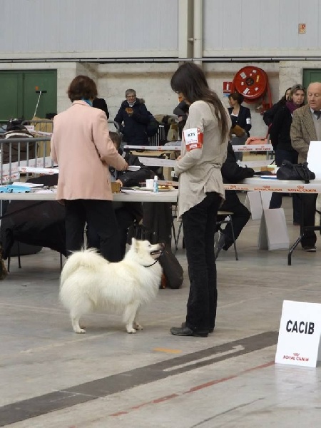 Iruko Of Fantasia Lover Land - 1er excellent sur 1, meilleur jeune