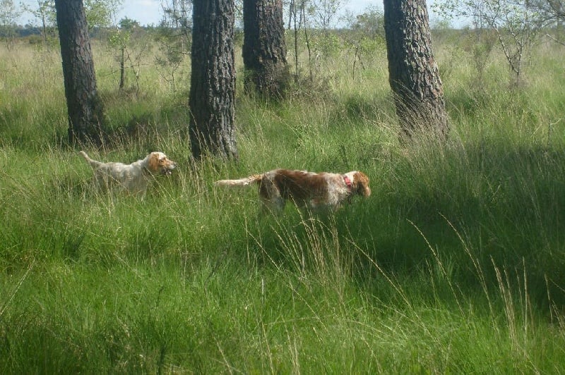 Publication : de Nive Adour