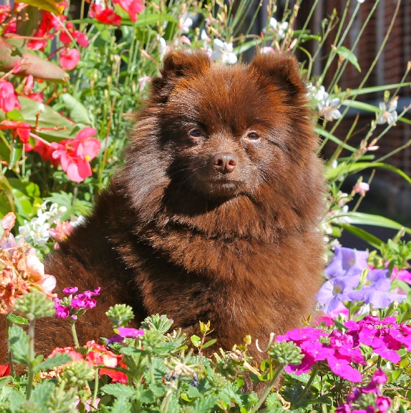 Accueil Elevage Du Royaume De Canna Eleveur De Chiens