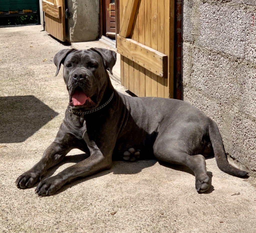 Publication : Arvernmolosse