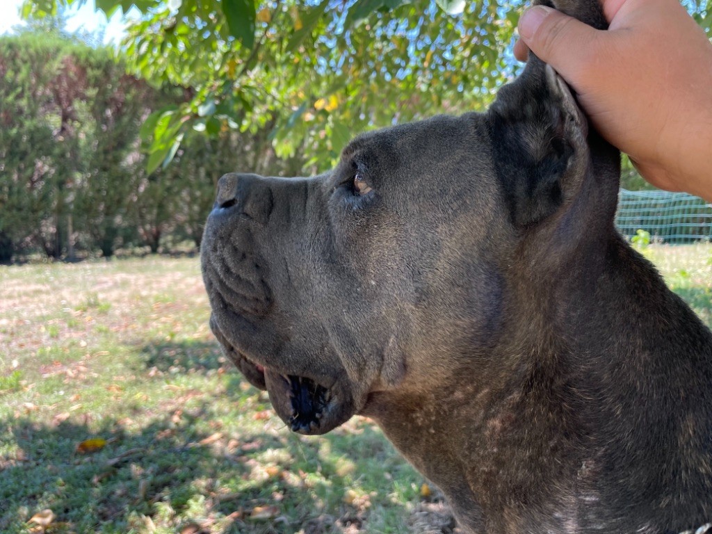 Publication : Arvernmolosse