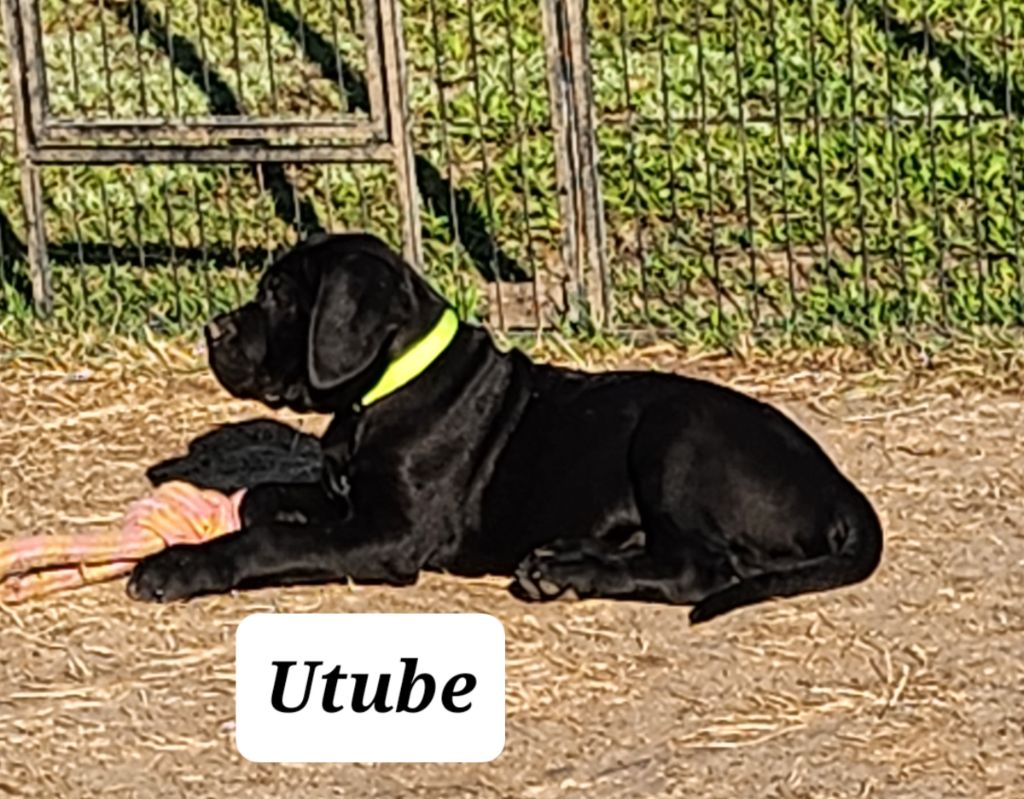 Utube