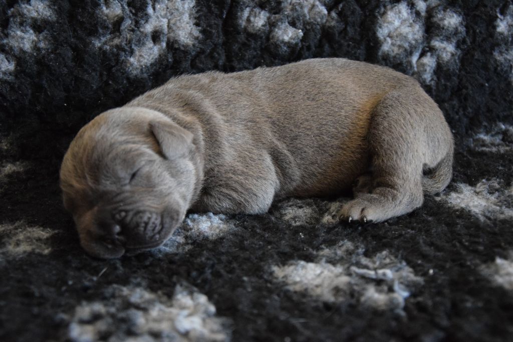 CHIOT