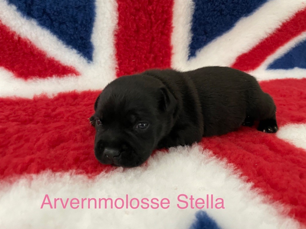 Stella