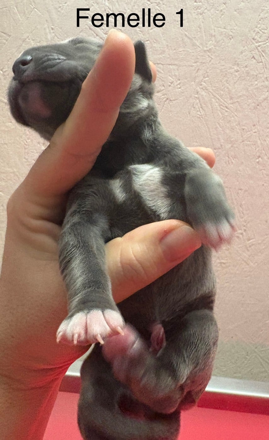 CHIOT 1 collier vert