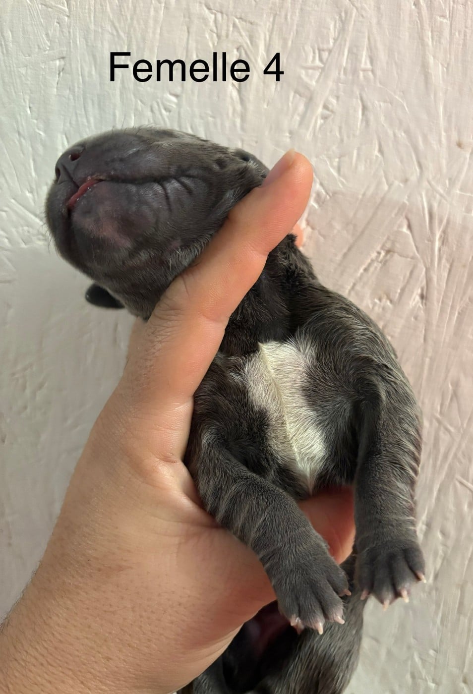 CHIOT 4 collier violet