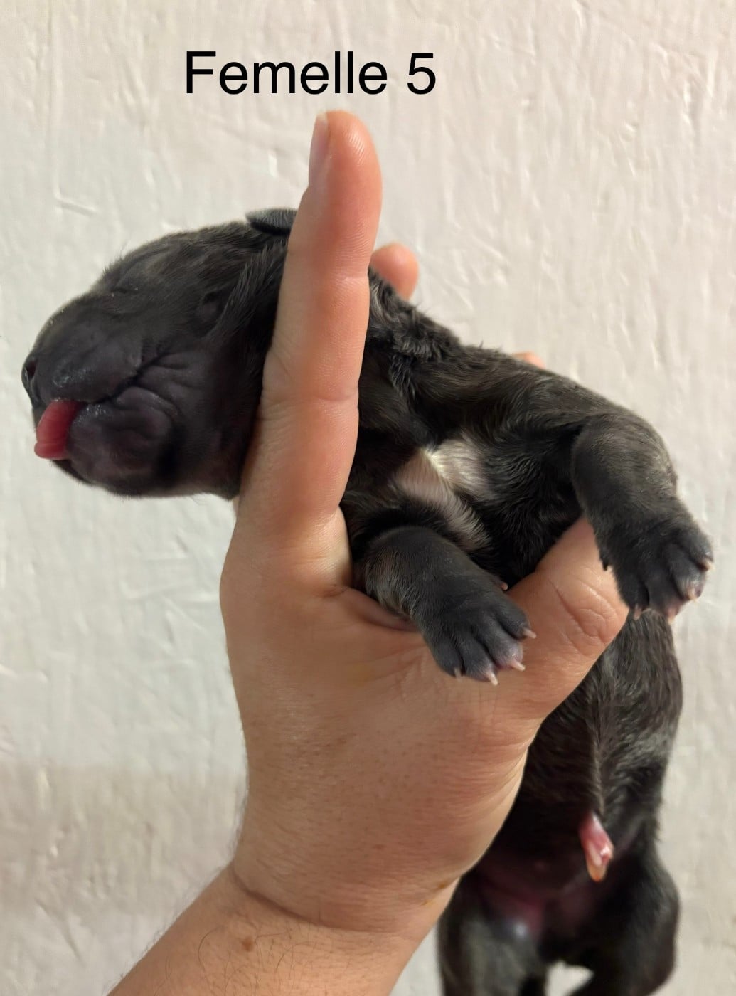 CHIOT 5 collier rouge