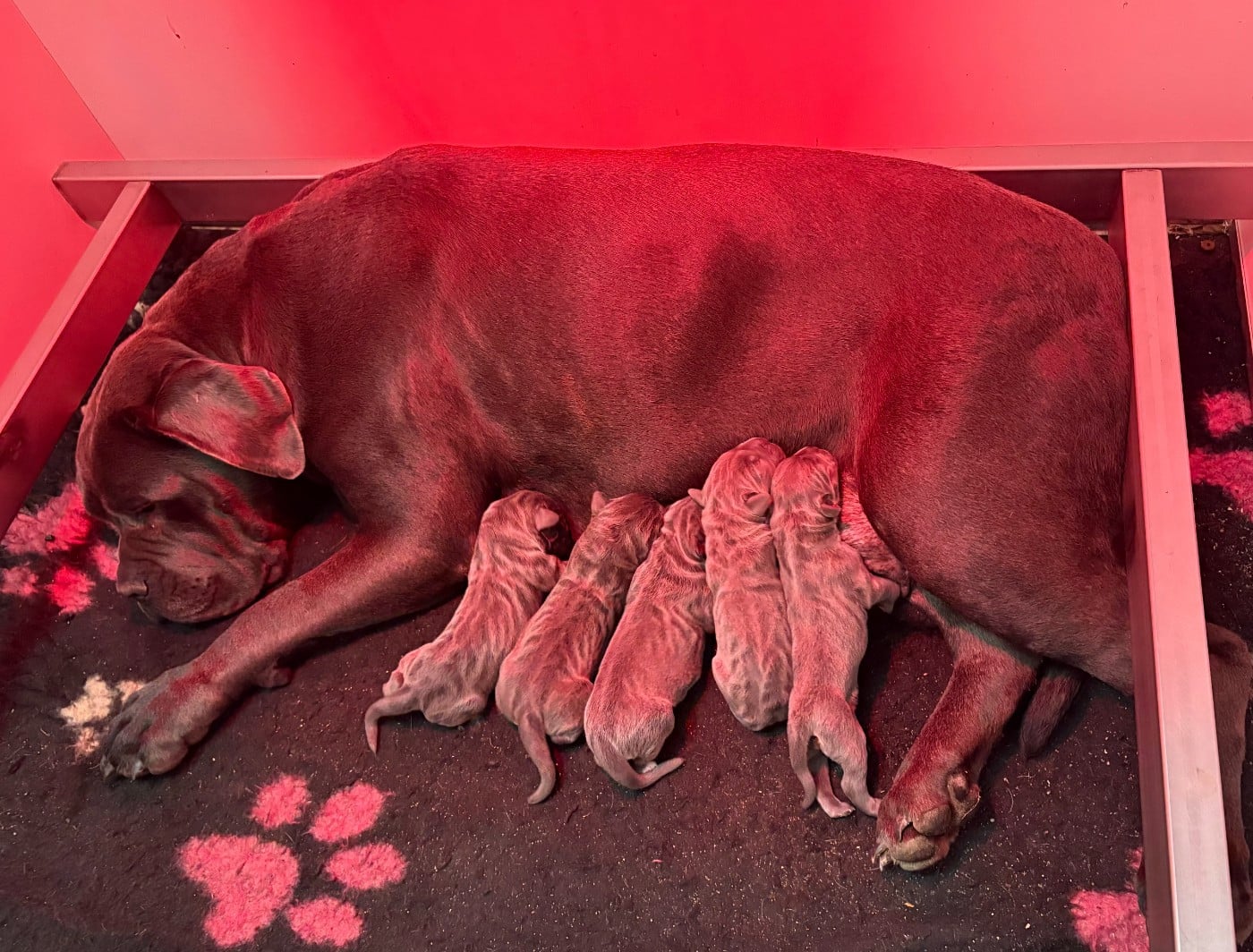Cane Corso - Arvernmolosse
