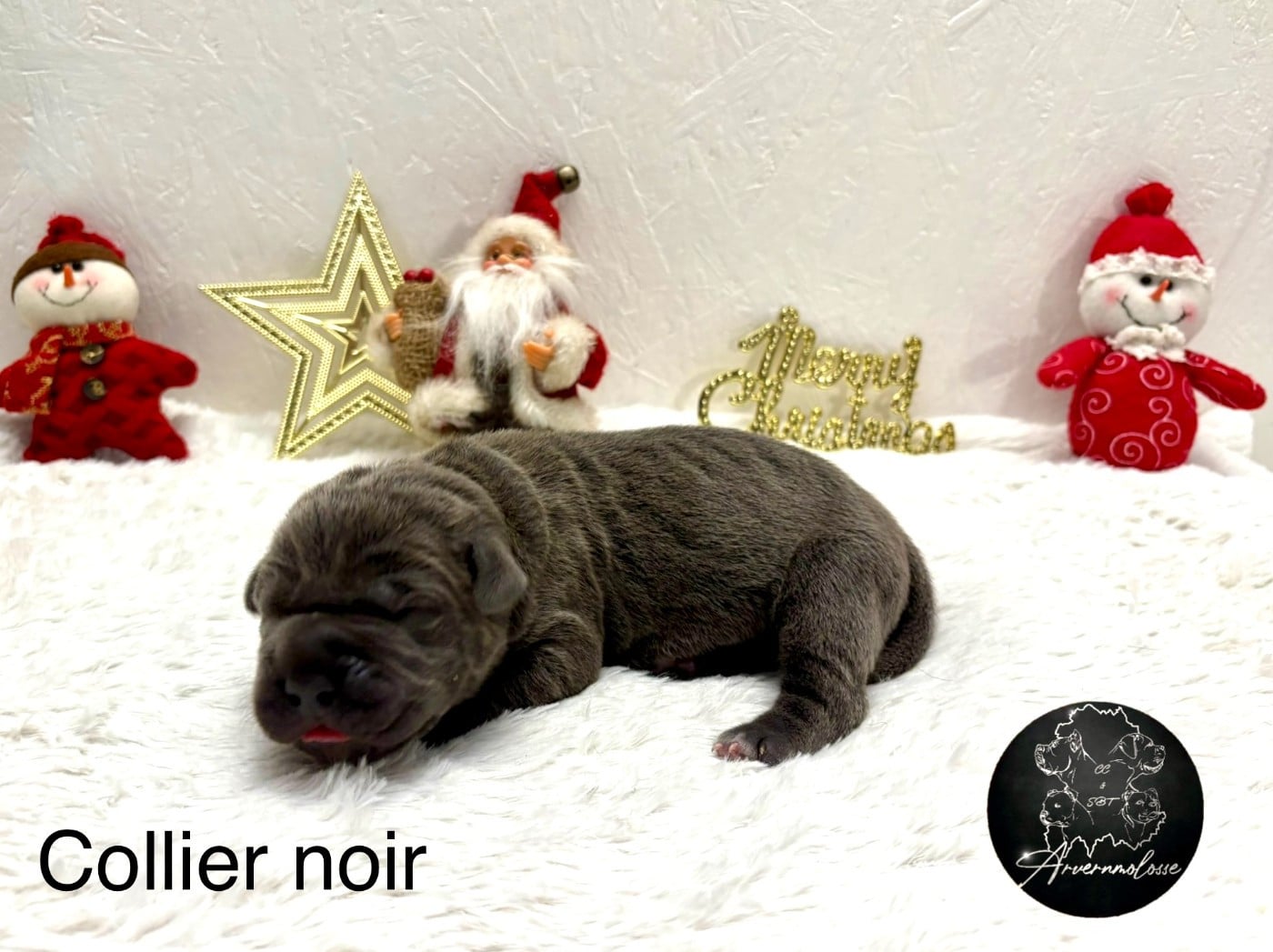 CHIOT 2 collier noir