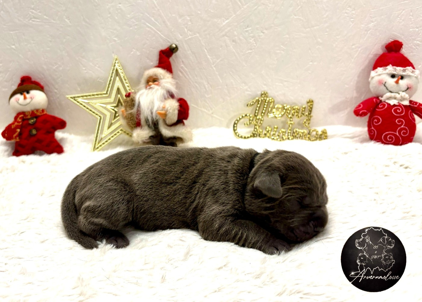 CHIOT 2 collier noir