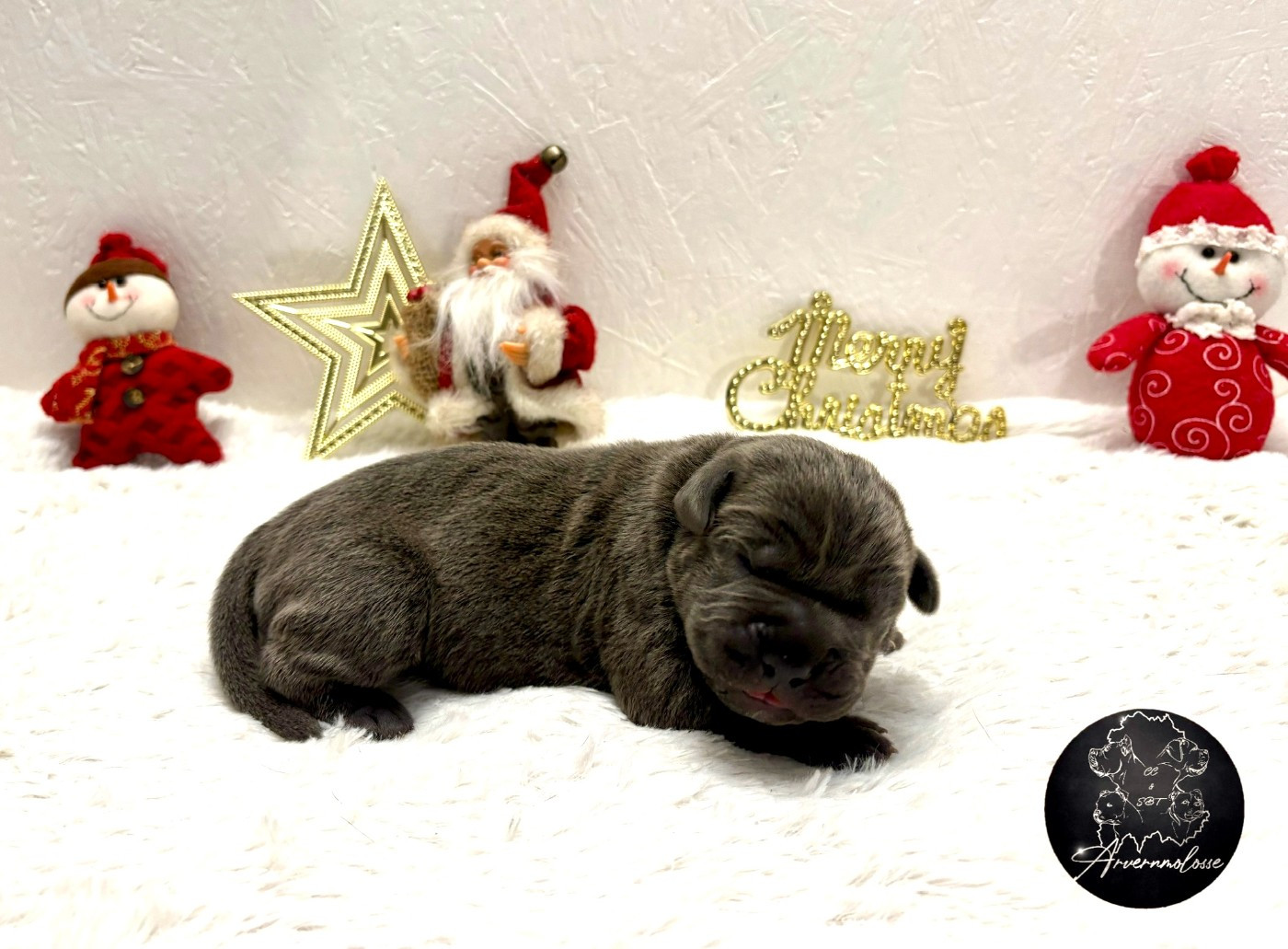 CHIOT 2 collier noir