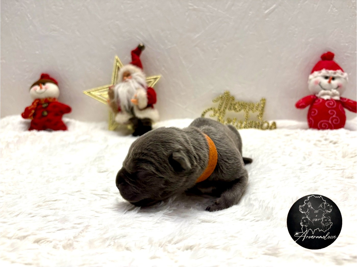 CHIOT 3 collier orange