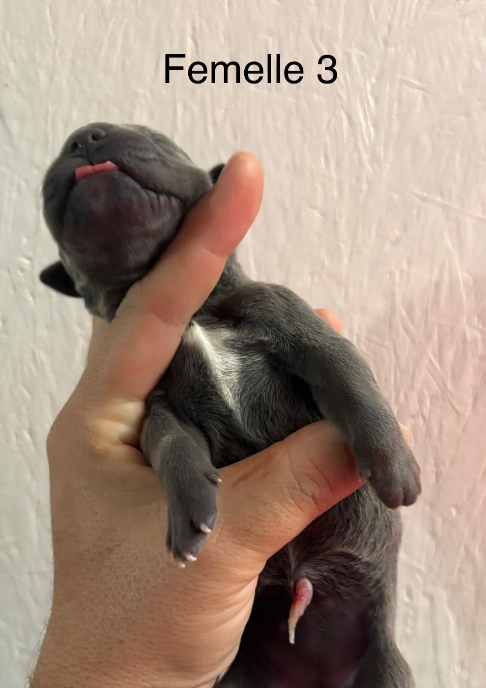 CHIOT 3 collier orange