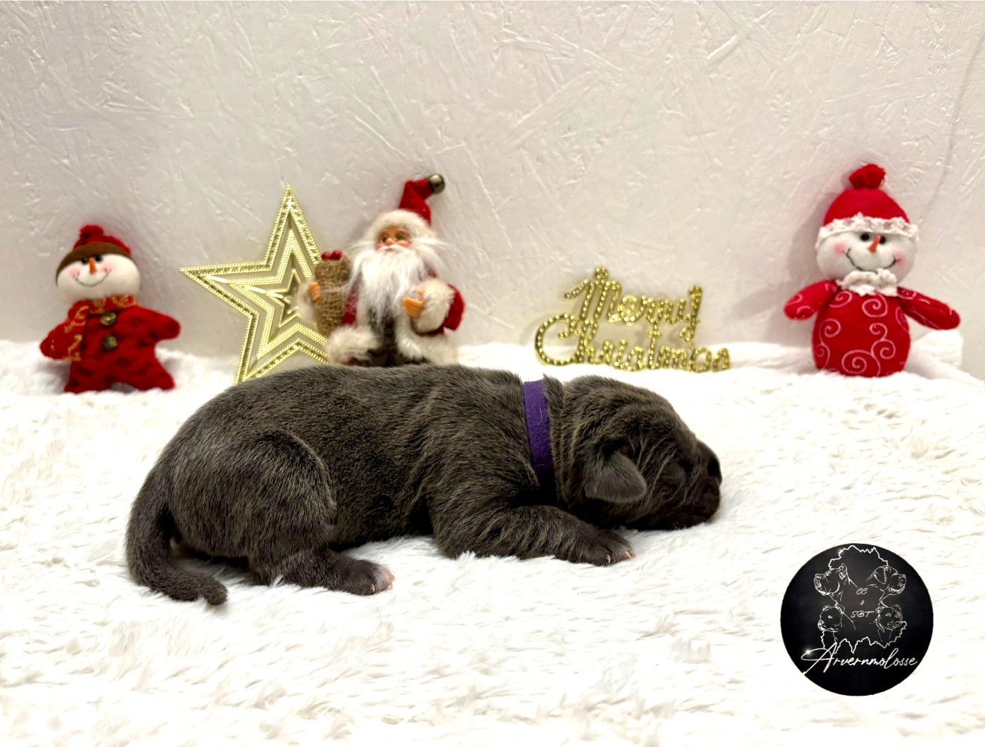 CHIOT 4 collier violet