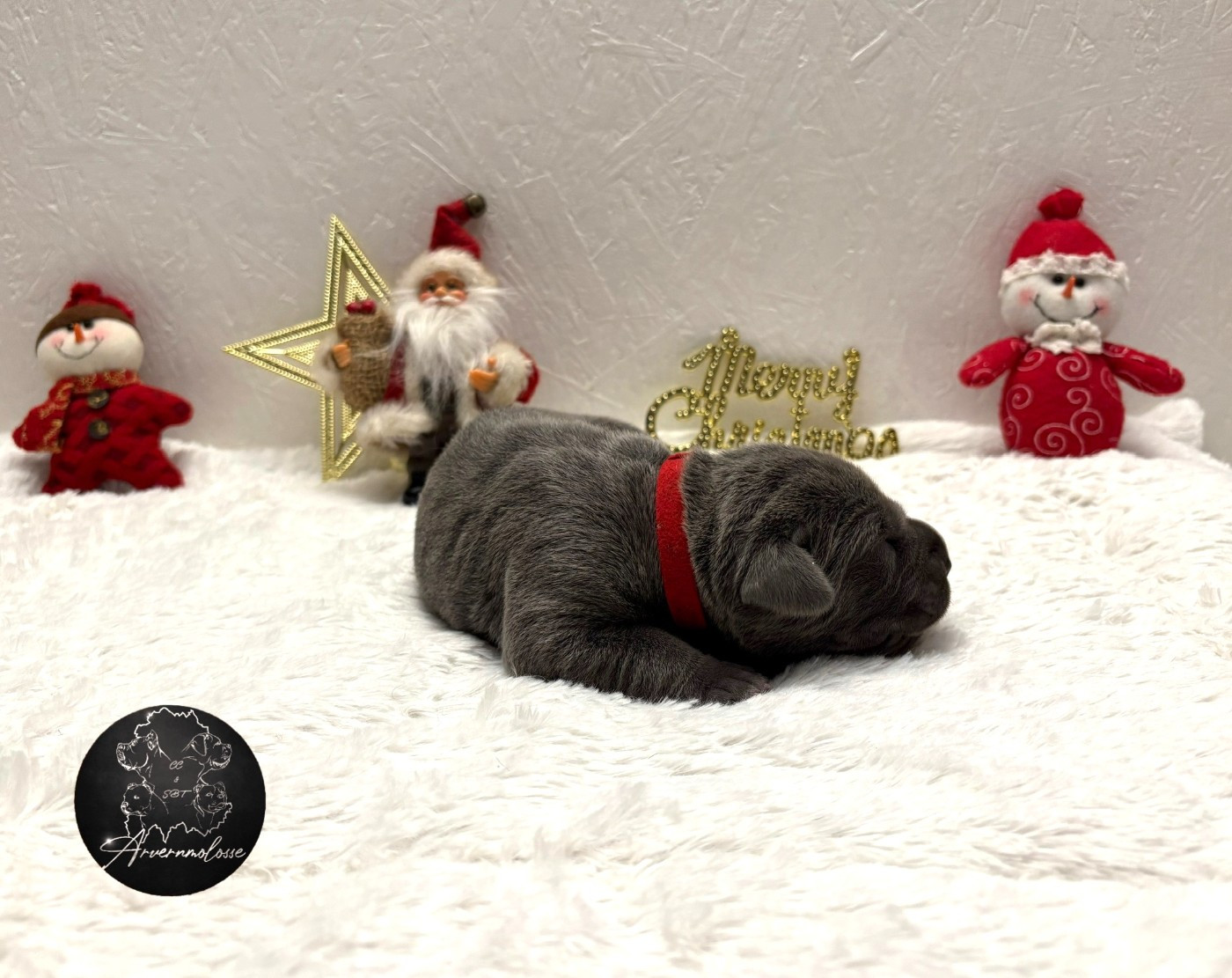 CHIOT 5 collier rouge