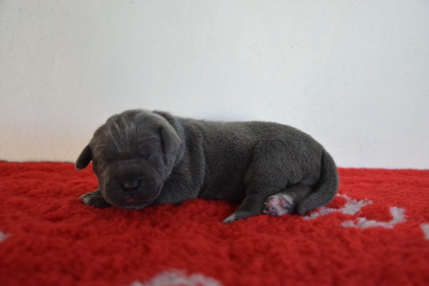 CHIOT 1 collier vert