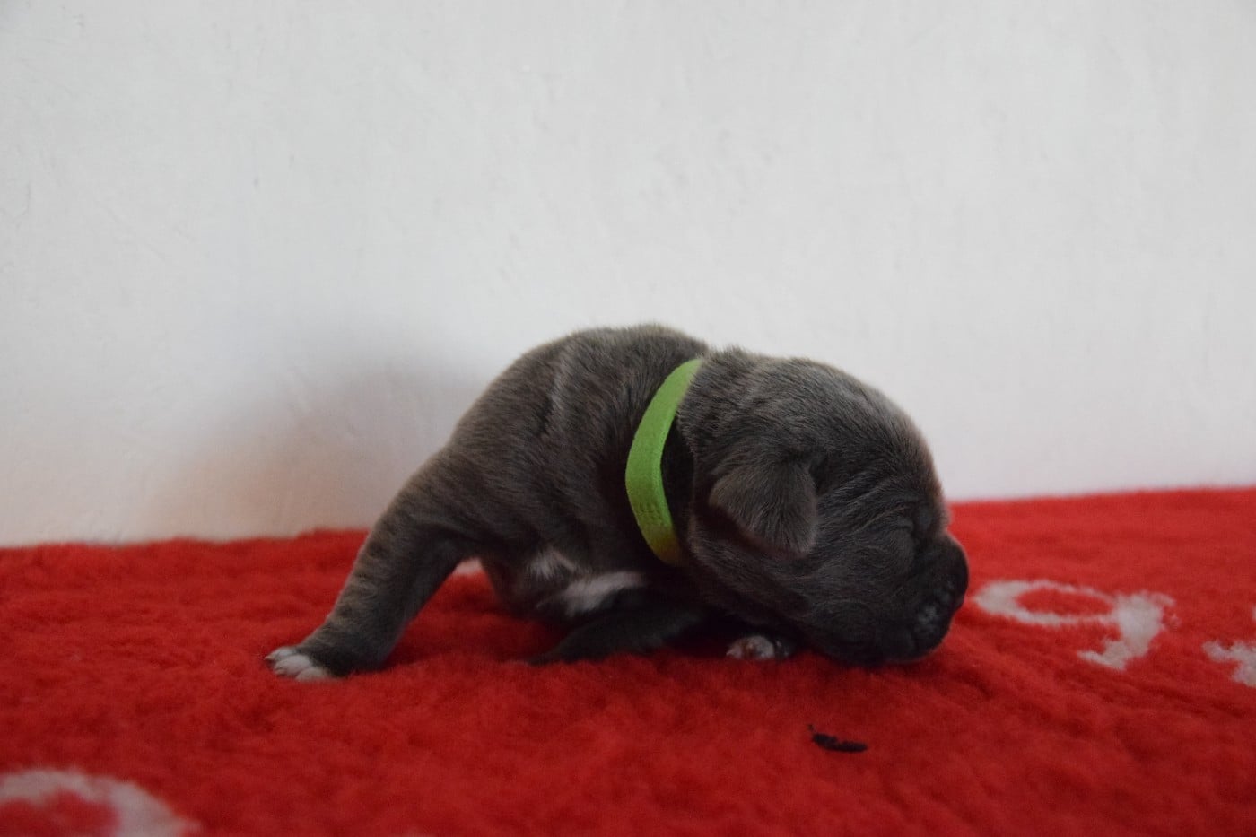 CHIOT 1 collier vert