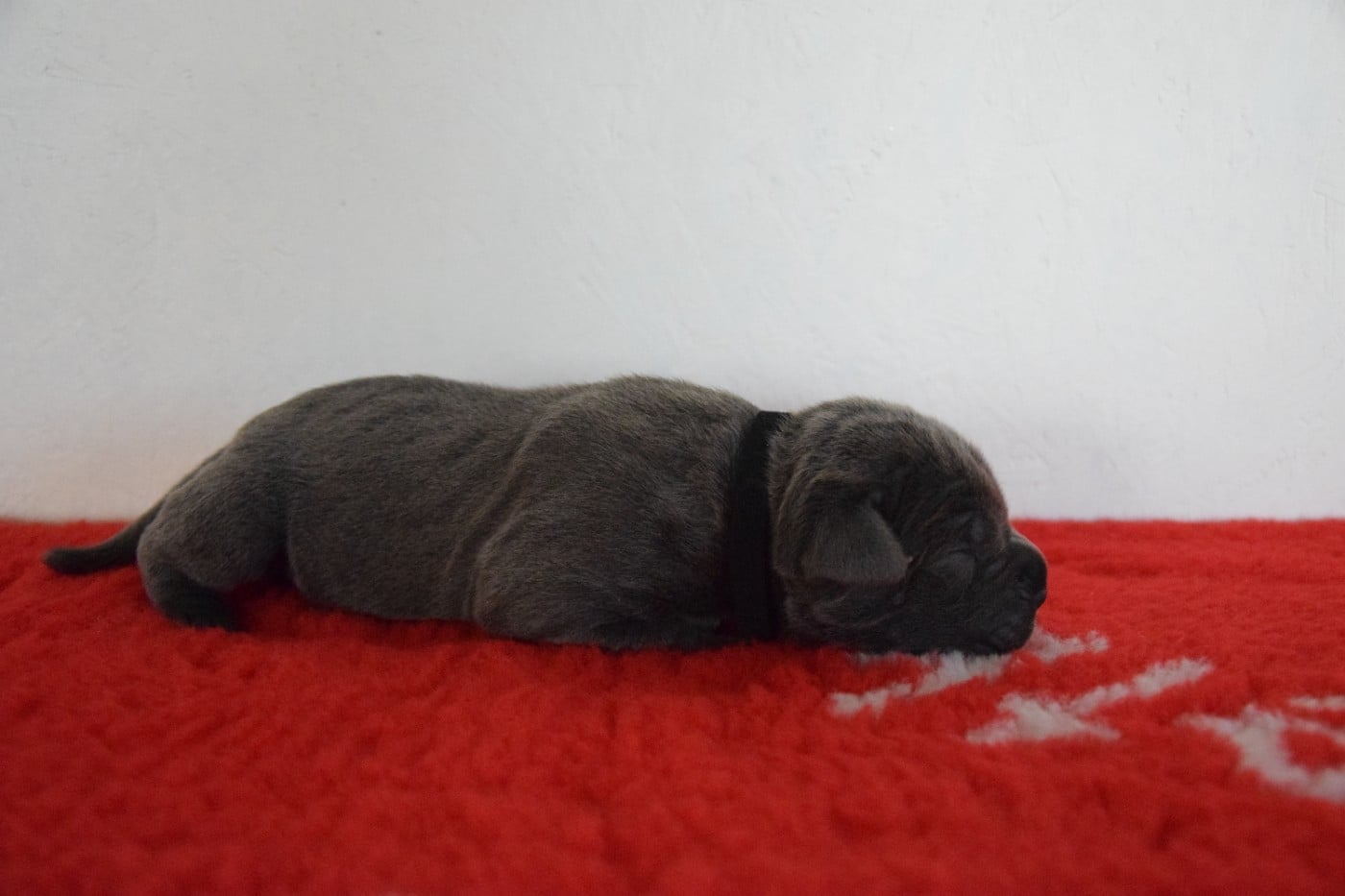 CHIOT 2 collier noir