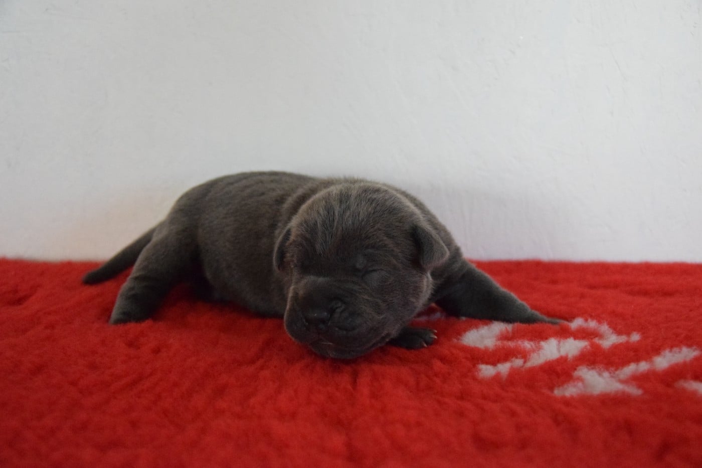 CHIOT 2 collier noir